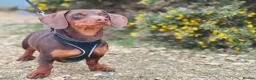 Miniature Dachshund dogs for stud: ⭐️⭐️⭐️KC MINIATURE DACHSHUND FOR STUD⭐️⭐️  in Southampton - Advert 4