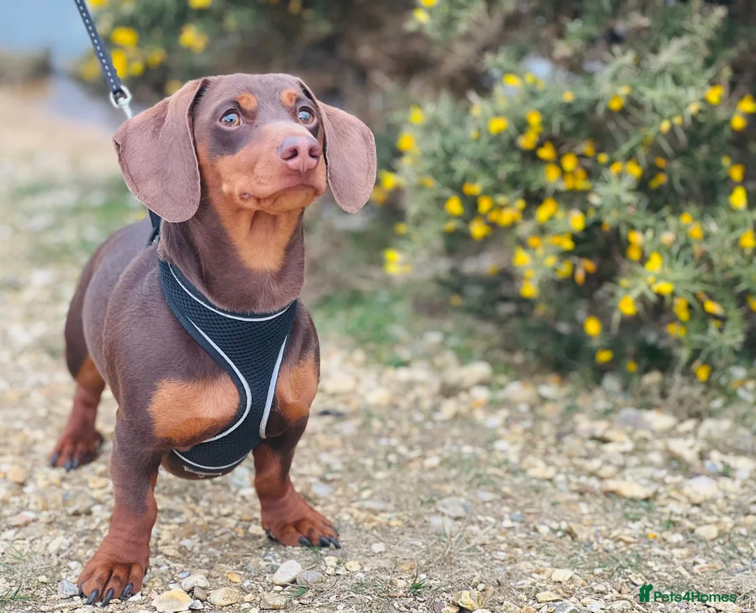 Miniature Dachshund dogs for stud: ⭐️⭐️⭐️KC MINIATURE DACHSHUND FOR STUD⭐️⭐️  in Southampton - Advert 4