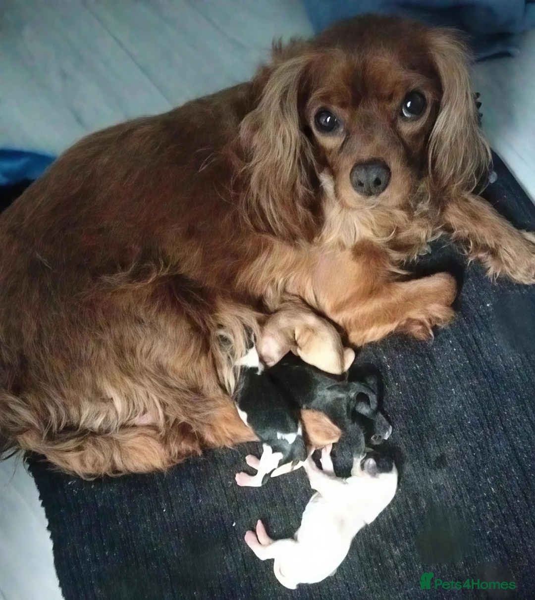Cavapoo dogs for sale: Unique🌈Litter F1 Cavapoo's Health Tested  in Stockport - Advert 2