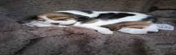 Beagle dogs for sale: Champion Tri-Color Beagles pups! in Doncaster - Advert 1