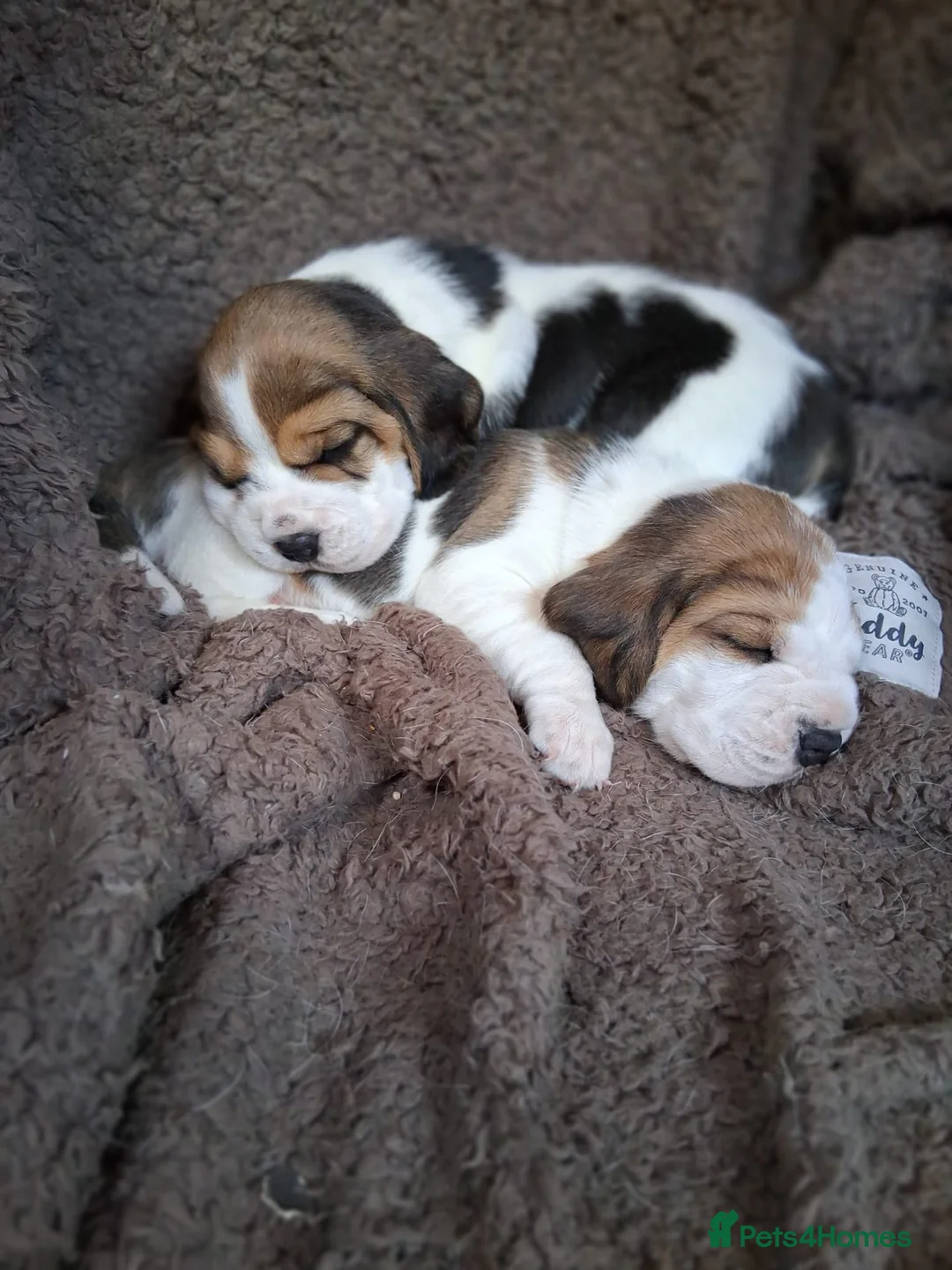 Beagle dogs for sale: Champion Tri-Color Beagles pups! in Doncaster - Advert 1