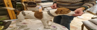 Jack Russell Puppy 1