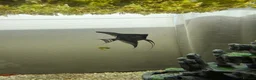 Angelfish fish for sale: Free Red pleco and angelfish  - Advert 4