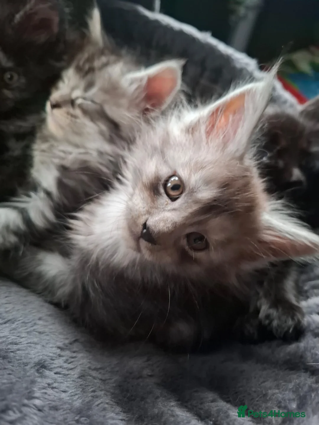 Maine Coon cats for sale: 5 Beautiful Maine Coon kittens  - Advert 17