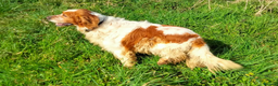 English Setter dogs for adoption: Lulo  in Alfreton - Advert 11