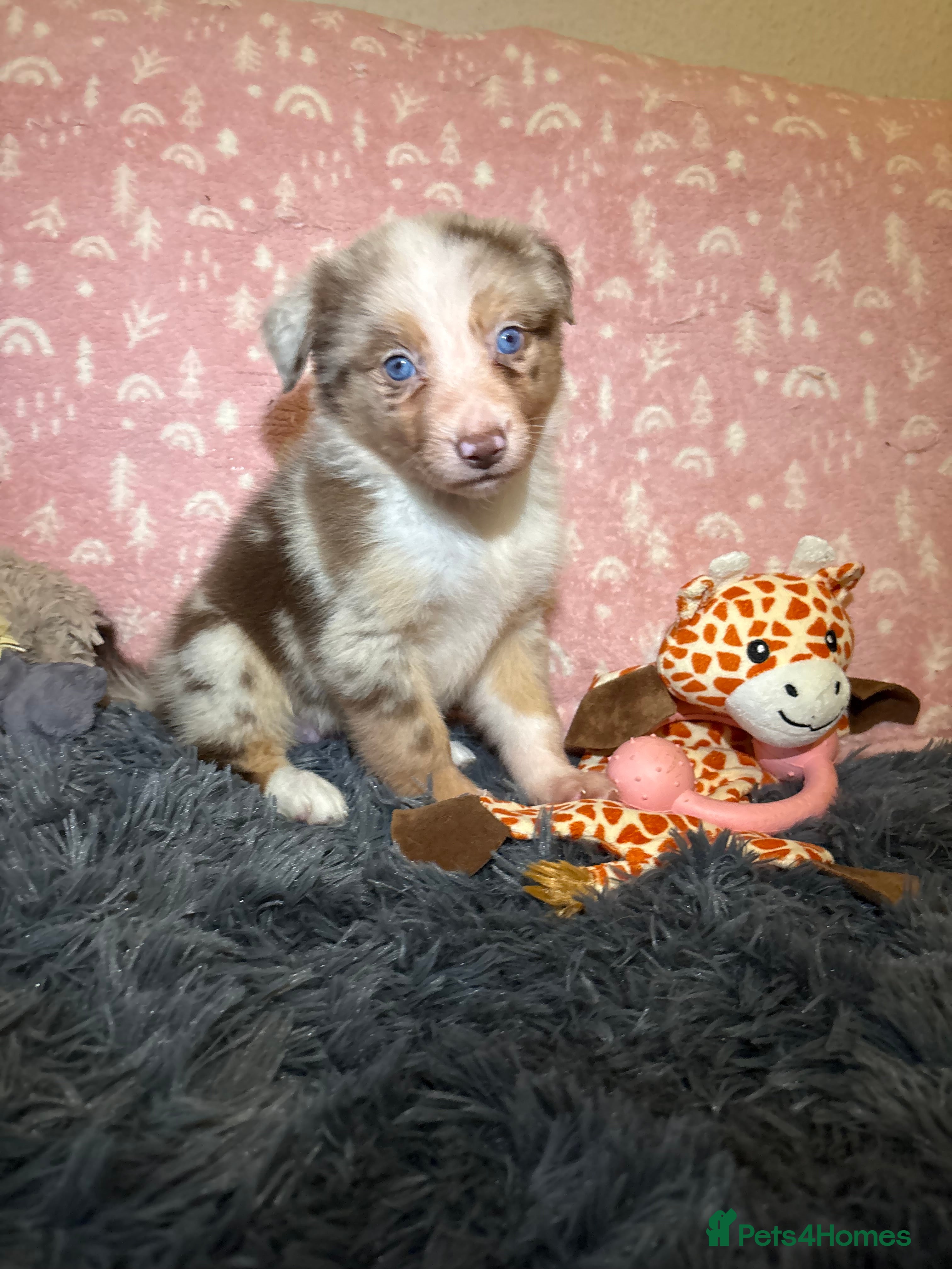 Border Collie dogs Border collie puppies for active homes  - Advert 1