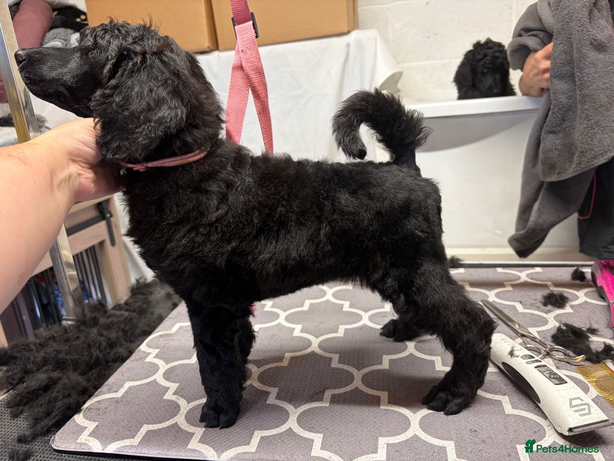 Standard Poodle dogs KC Registered Show Quality Standard Poodle Puppies - Advert 2