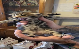 Bengal cats for sale: Kittens x bengal  - Advert 19