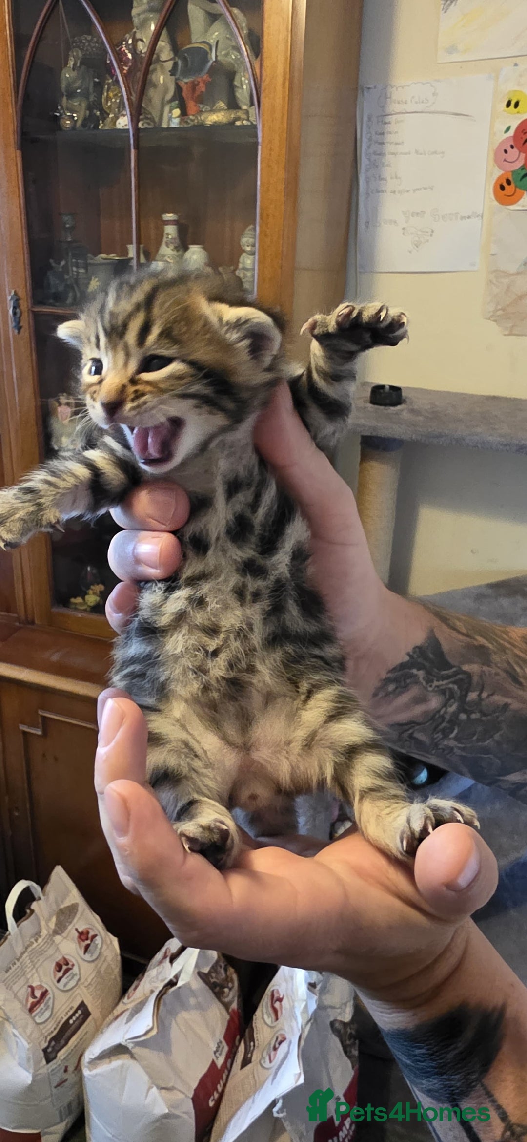 Bengal cats for sale: Kittens x bengal  - Advert 19