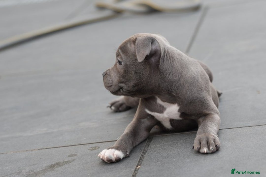 Staffordshire Bull Terrier dogs for sale: 🐾 Staffordshire Bull Terrier Puppies for Sale 🐾 - Image 5