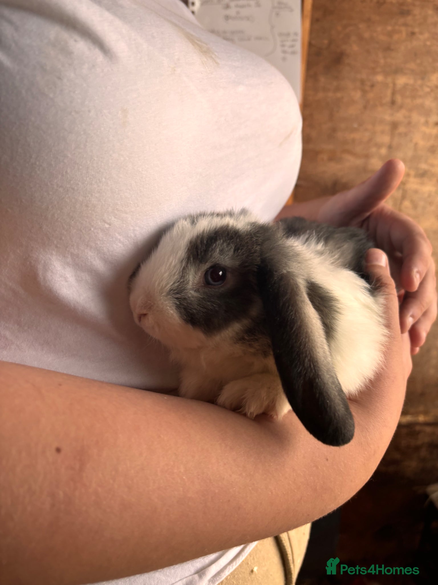 Mini Lop rabbits for sale: 8 beautiful baby’s rabbit  - Advert 28