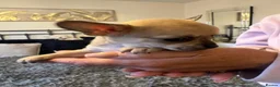 Chihuahua dogs for sale: Beautiful Chihuahua puppies  - Advert 4