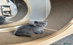 British Shorthair cats for sale: Blue British Shorthair  - Image 7