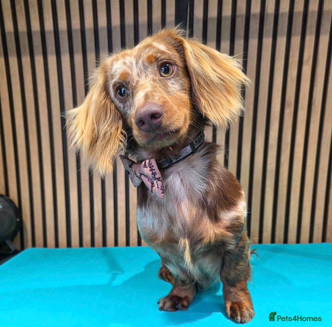 Miniature Dachshund dogs **RogueRoyales Stud Vuitton** PRA Clear - Advert 2
