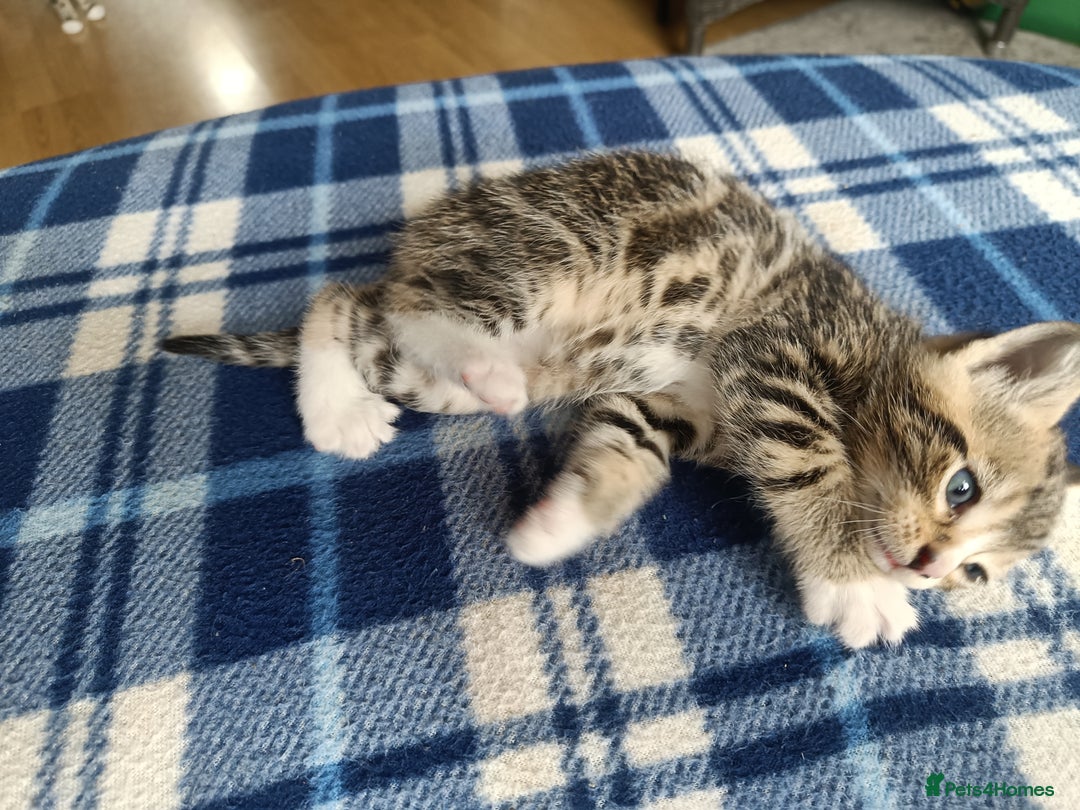 Mixed Breed cats for sale: Calico Mum, Tabby Dad kittens for sale - Image 7