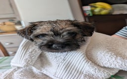 Border Terrier dogs for sale: HOME BRED GRIZZLY BORDER BOYS - Image 5