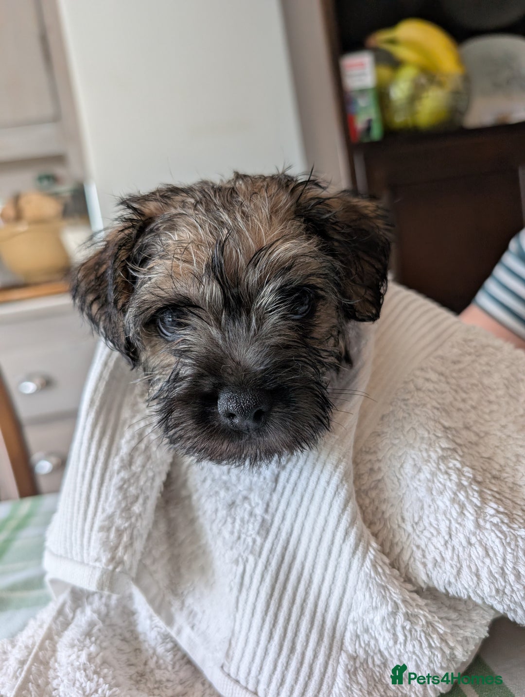 Border Terrier dogs for sale: HOME BRED GRIZZLY BORDER BOYS - Image 5