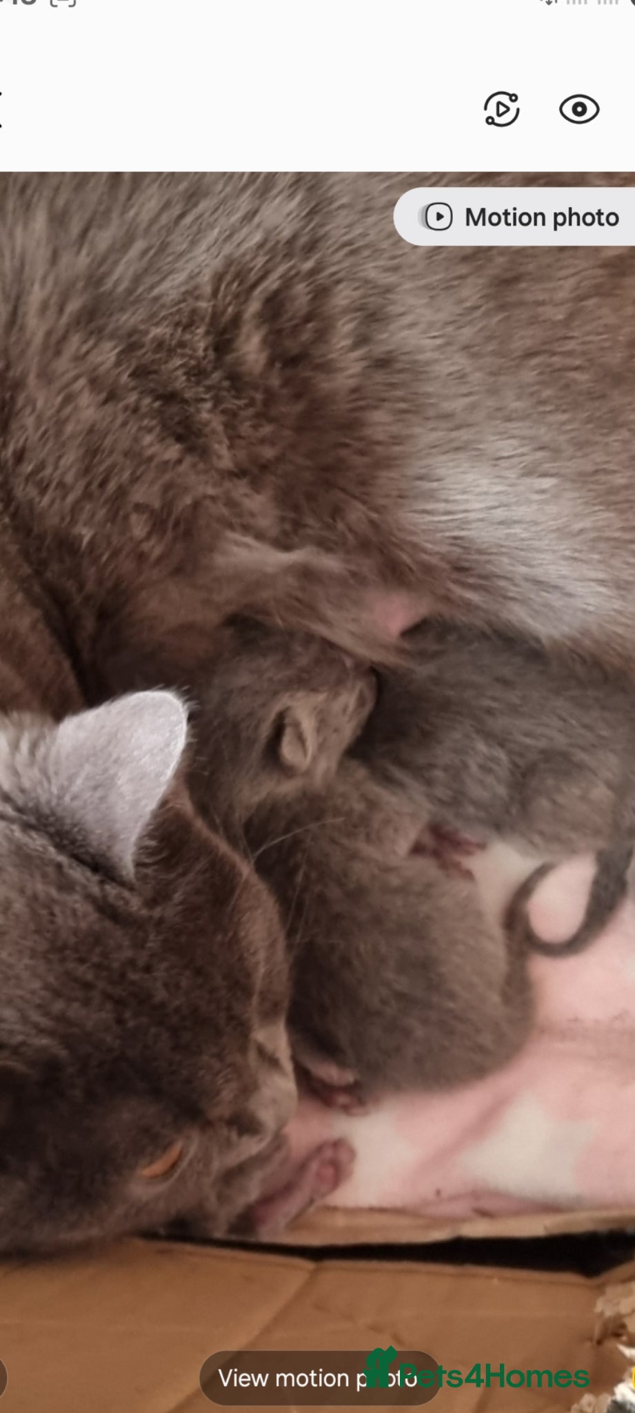 British Shorthair cats British shorthair  - Advert 1