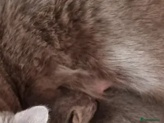 British Shorthair cats British shorthair - Advert 1