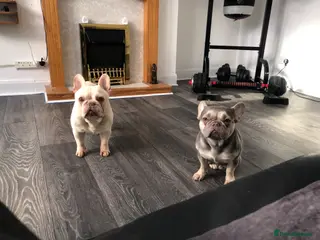 French Bulldog dogs Two frenchies for sale - Advert 1