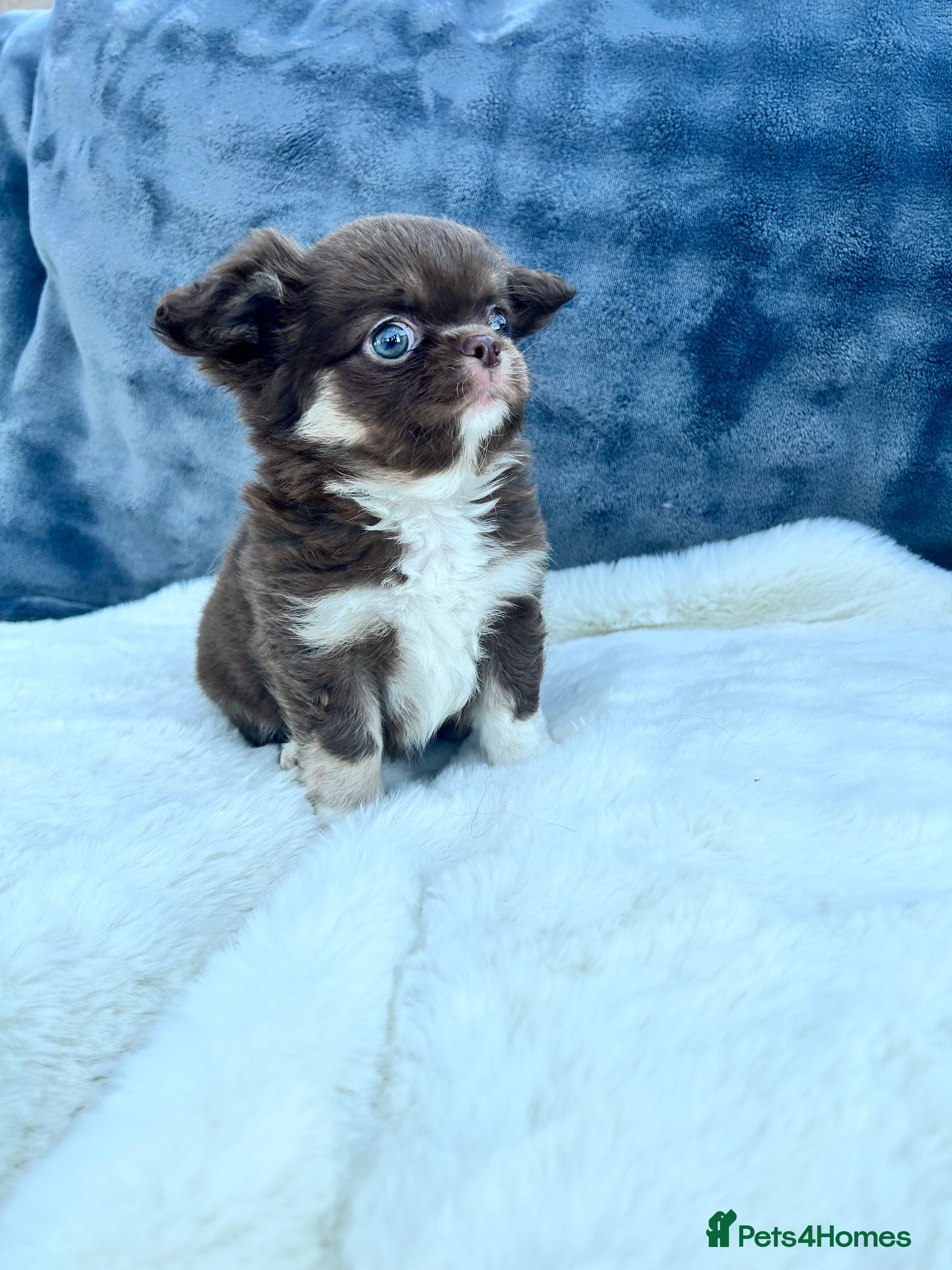 Chihuahua dogs Kc long haired boys - Advert 2