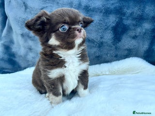 Chihuahua dogs Kc long haired boys - Advert 2