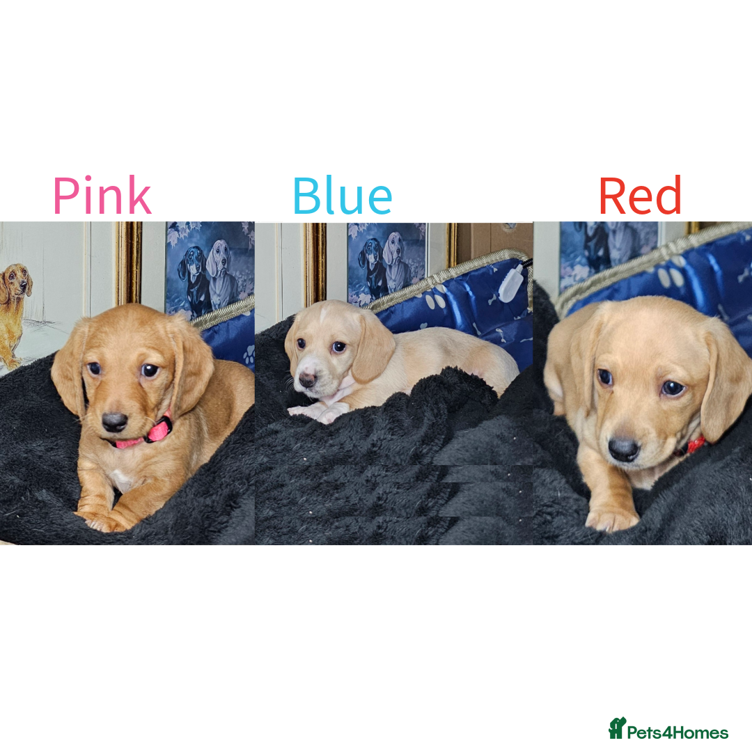 Miniature Dachshund dogs •KCREG •PRA CLEAR 1 boy 2 girls Cream intensity  - Advert 5
