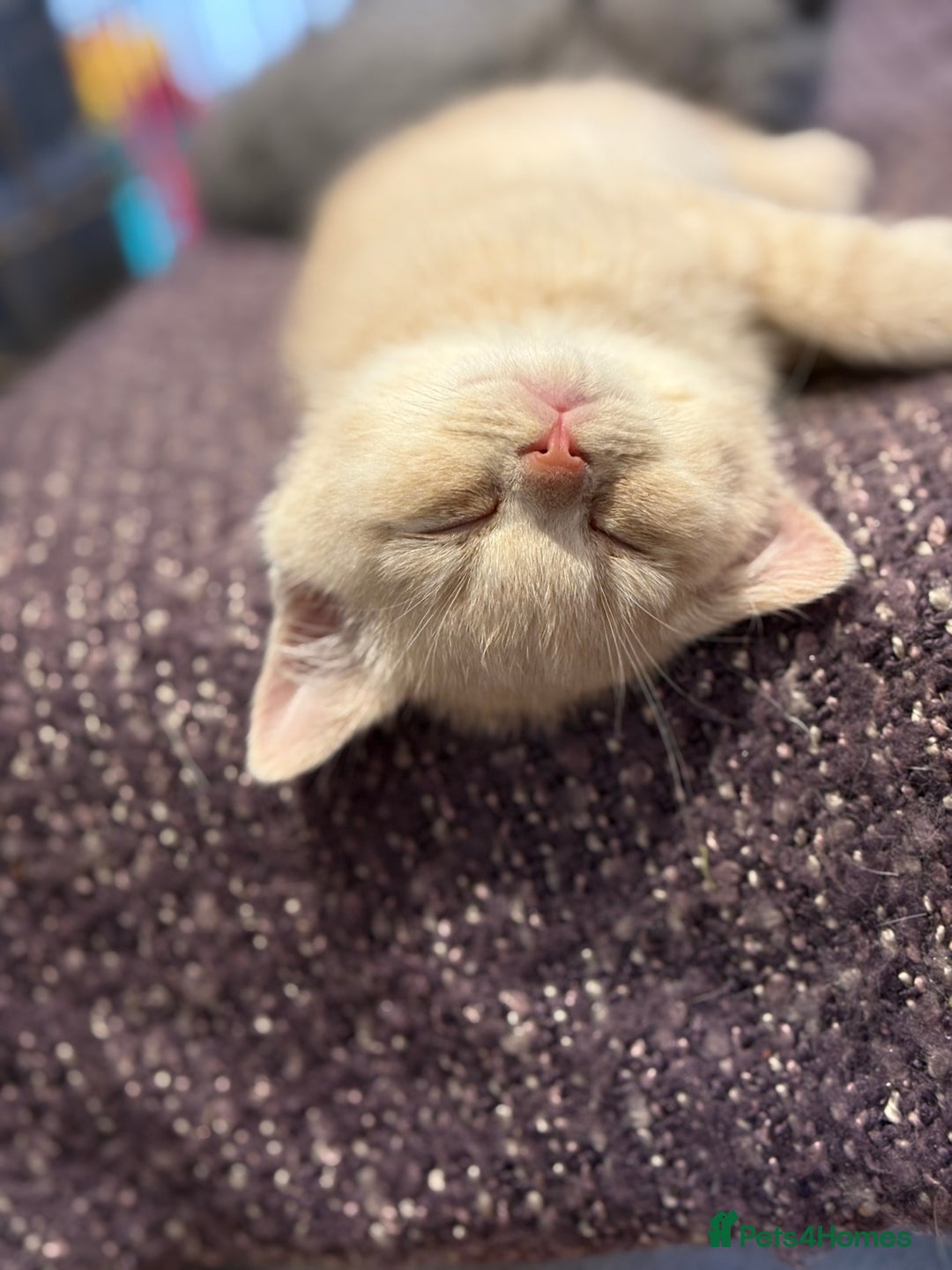 British Shorthair cats for sale: Beautiful British shorthair kittens  - Advert 9