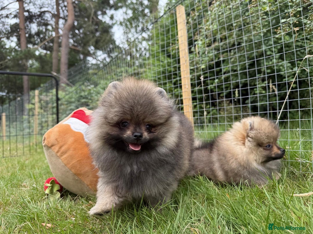 Pomeranian dogs for sale: Luxurious Tiny Pomeranian - 900g/11 weeks old - Image 24