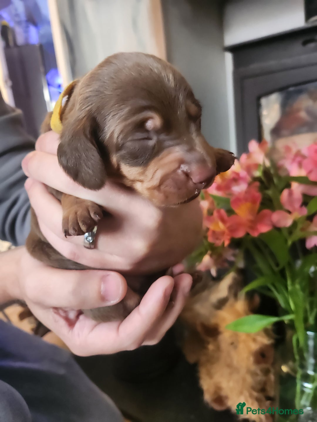 Miniature Dachshund dogs for sale: Chocolate and Tan mini dachshund  - Image 29