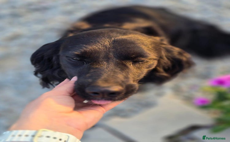 Cocker Spaniel dogs - Advert 3
