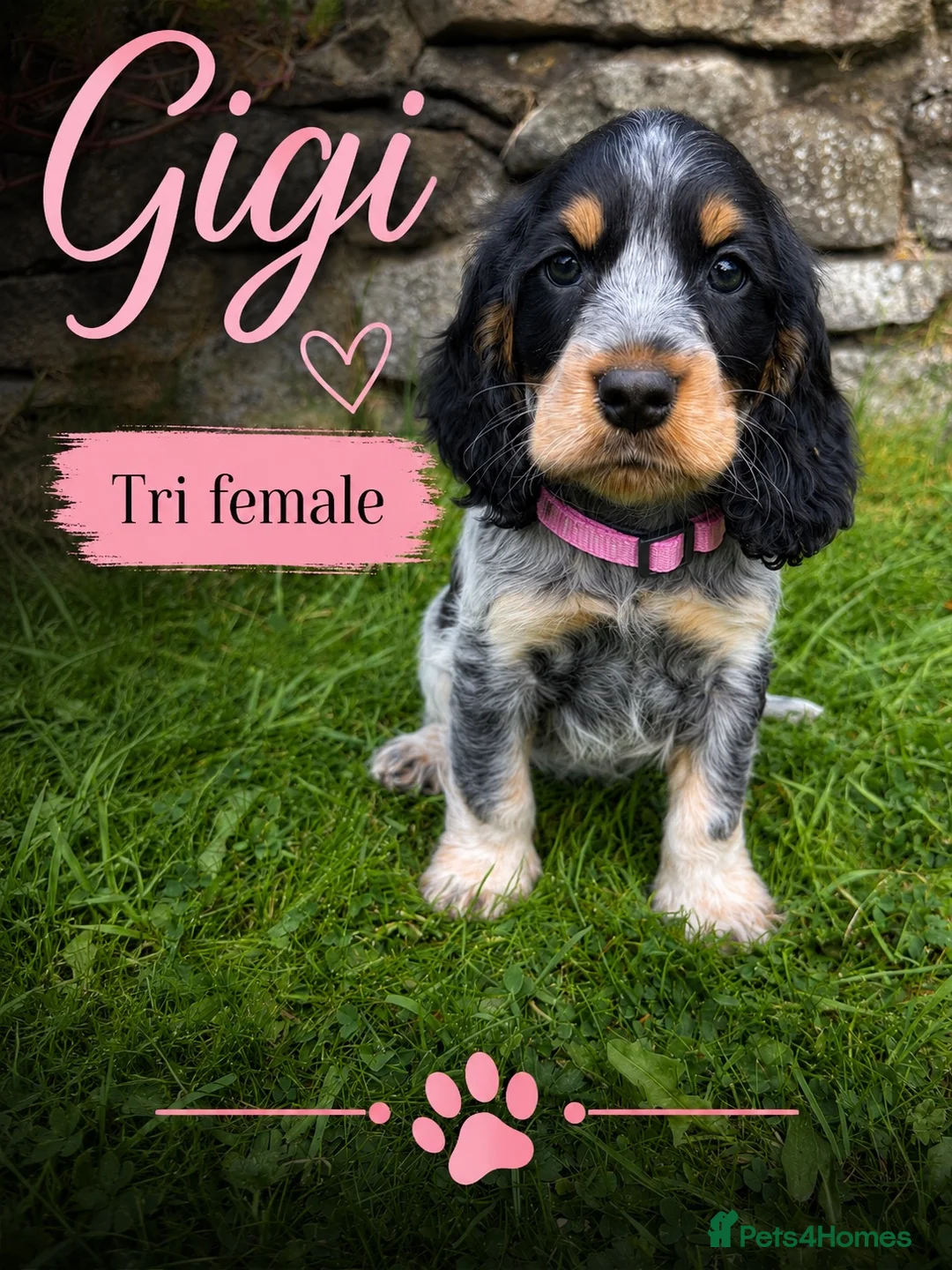 Cocker Spaniel dogs for sale: Adorable Show Type Cocker Spaniel puppies - Advert 8
