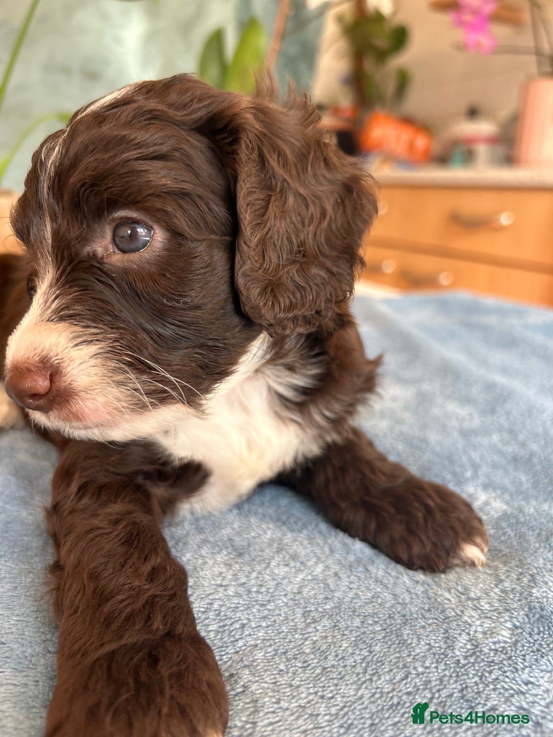 Cockapoo dogs for sale: Cocker Spaniel x Cockapoo Puppies Ready Soon  - Image 22