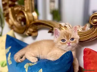 Persian cats 2 Persian adorable kittens - Advert 5