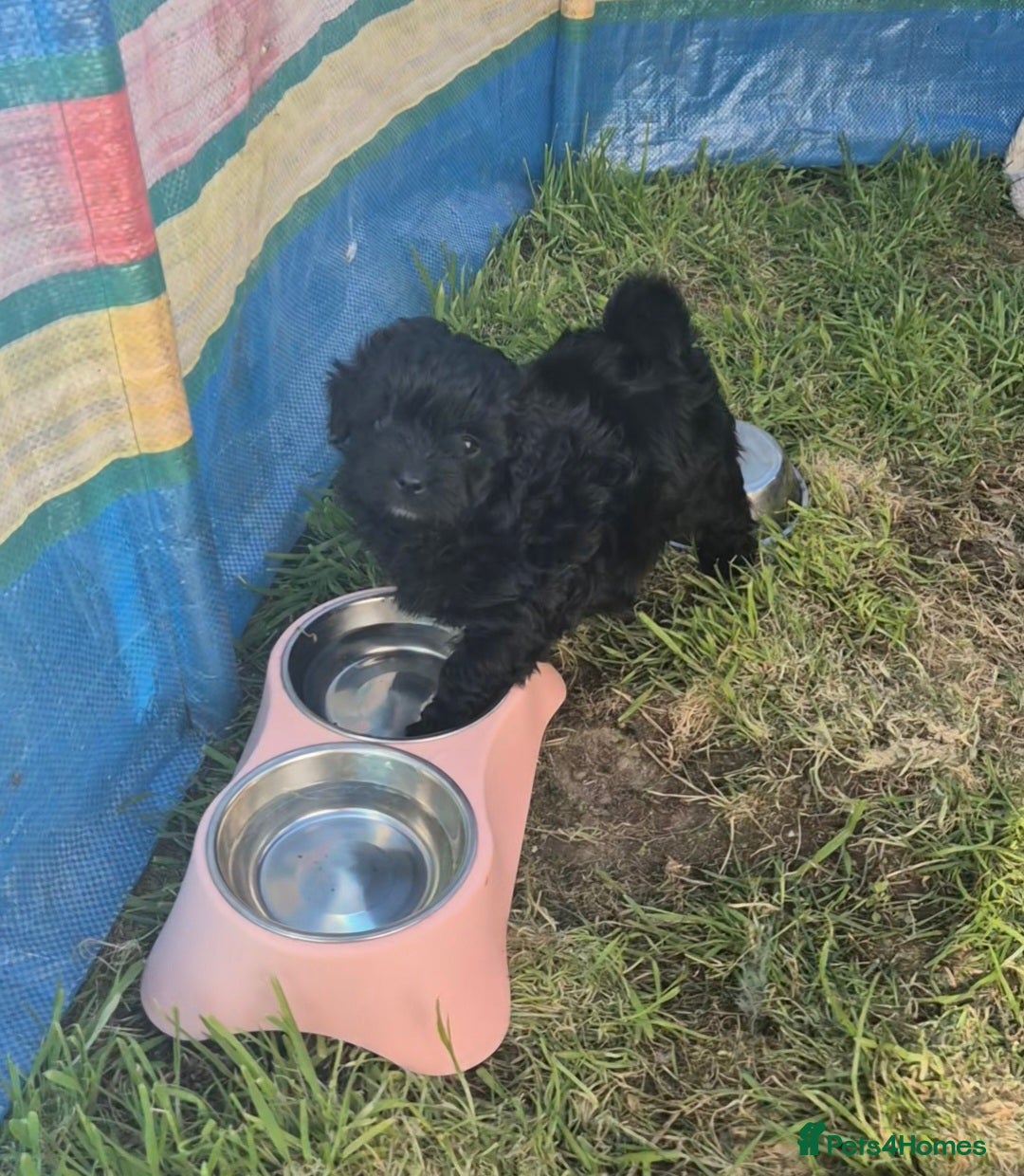 Pomapoo dogs 3 x Pomapoo x Toy Poodle Puppies 🐾 - Advert 1