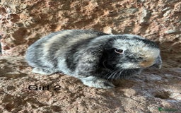 Mini Lop rabbits for sale: Pure mini lop rabbits - Image 2