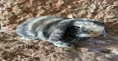 Mini Lop rabbits - Advert 16