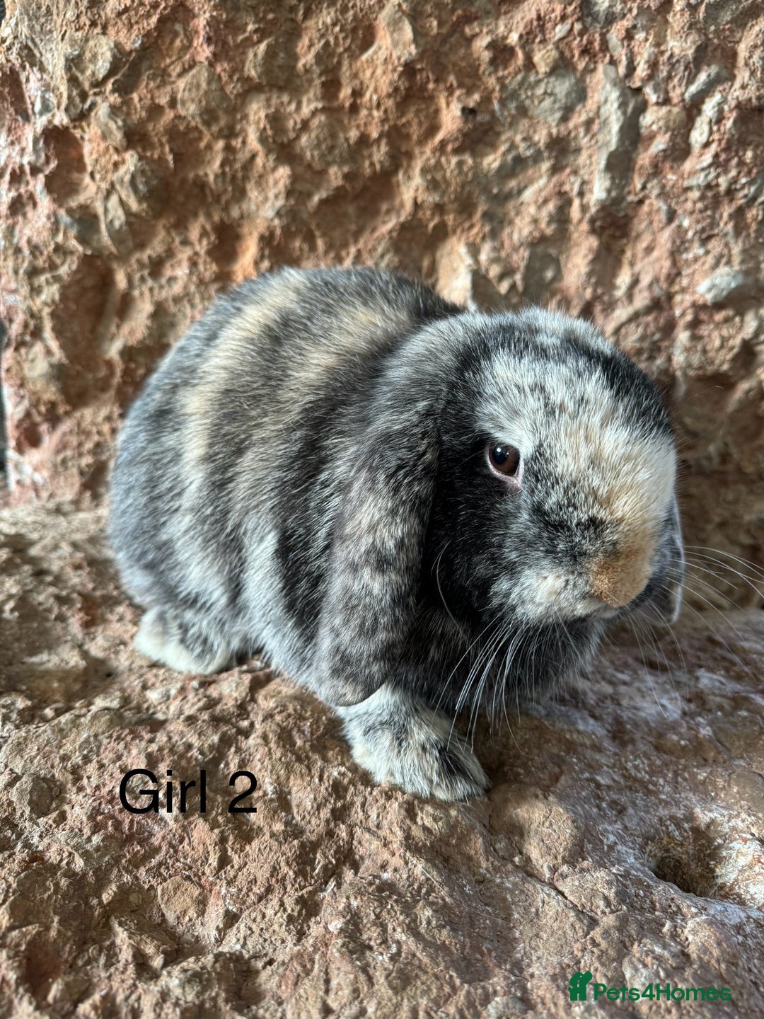 Mini Lop rabbits for sale: Pure mini lop rabbits - Image 2