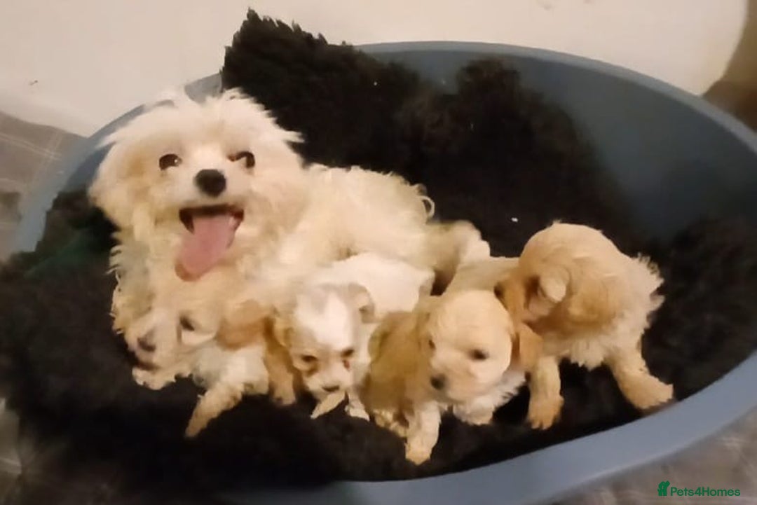 Maltipoo dogs for sale: Beautiful Parti/Cream Maltipoo puppies - Advert 7