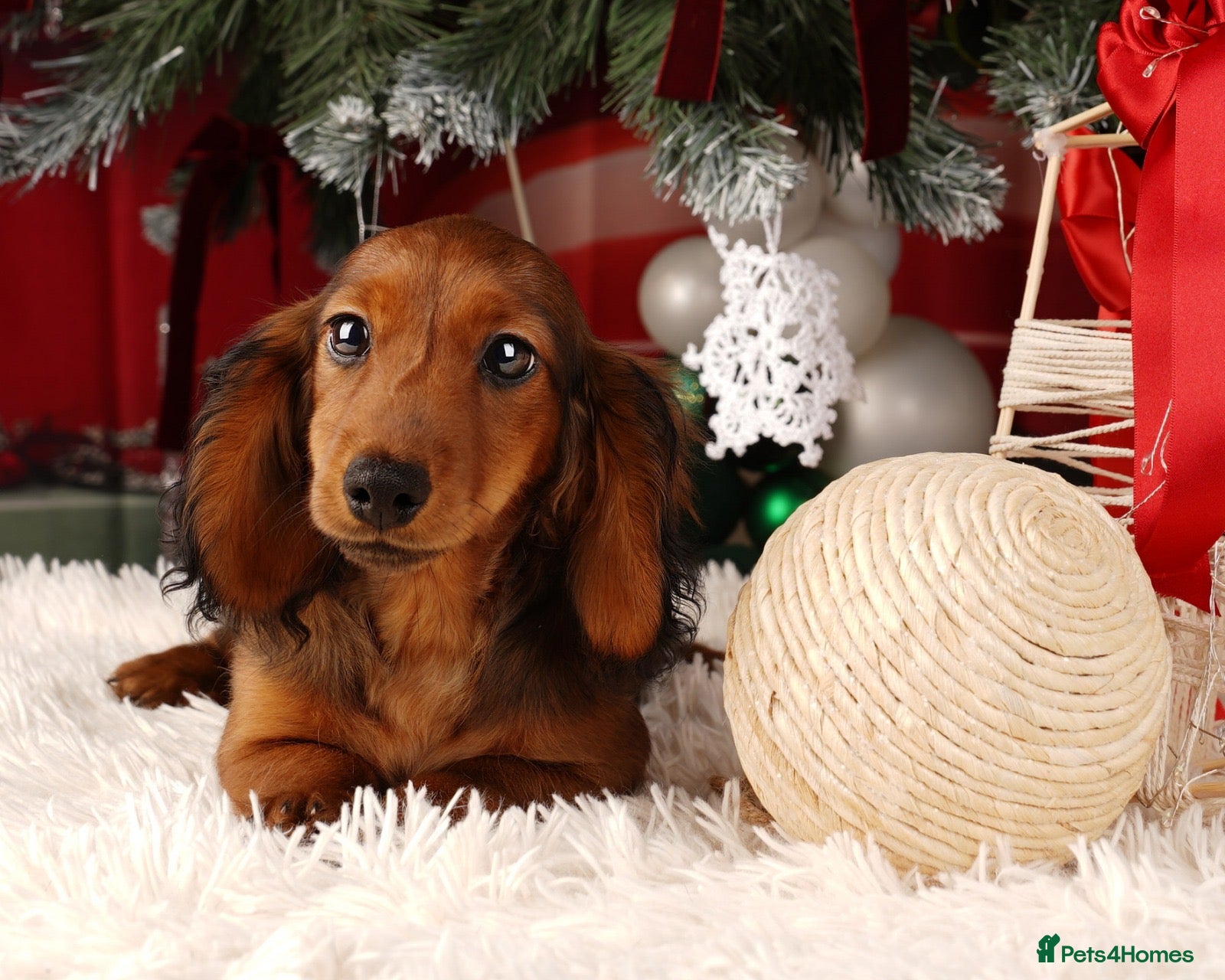 Miniature Dachshund dogs KC reg Miniature Long-Haired Dachshund READY TO GO - Advert 2