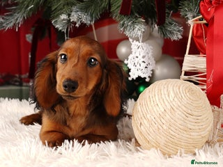 Miniature Dachshund dogs KC reg Miniature Long-Haired Dachshund READY TO GO - Advert 14