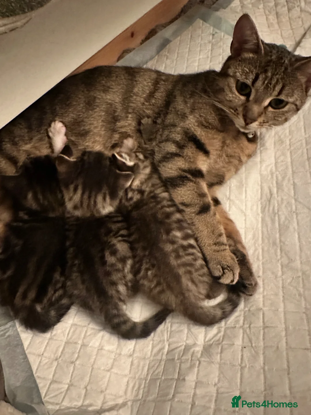 Mixed Breed cats for sale: Absolutely gorgeous little boy kitten available  - Advert 2