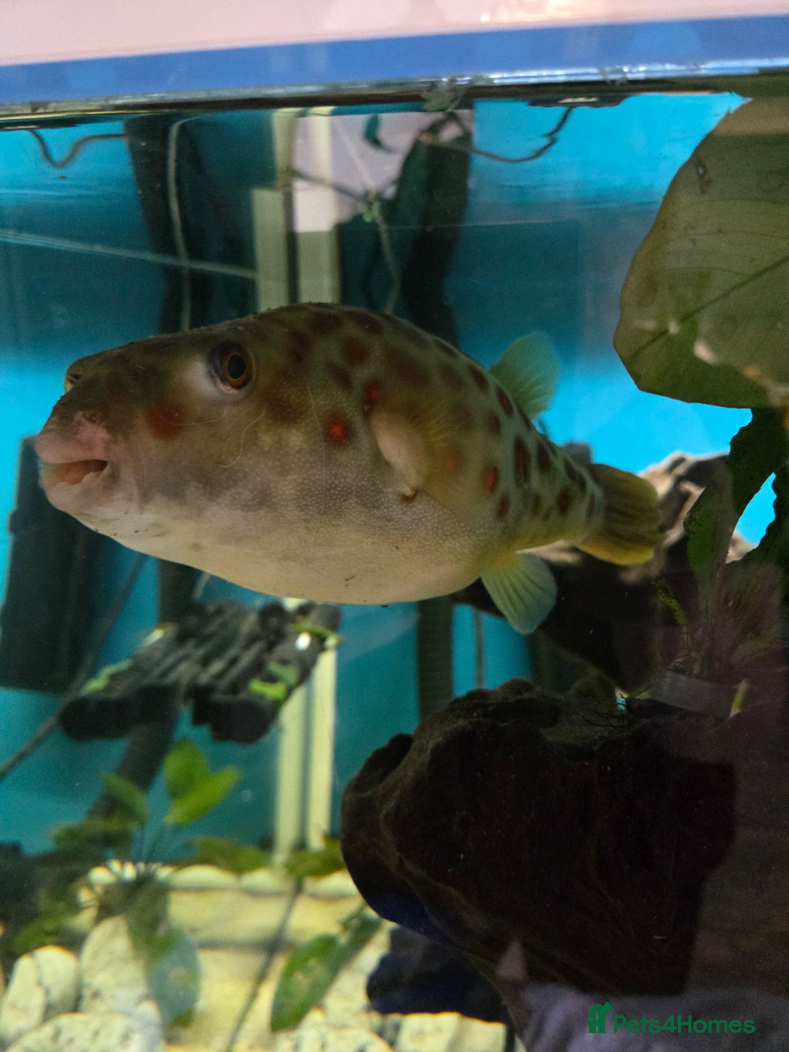 Pufferfish fish for sale: CROSS RIVER PUFFERFISH  - Advert 3