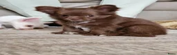 Chihuahua dogs for sale: Brown & Cream Long Haired Russian Girl - Advert 8