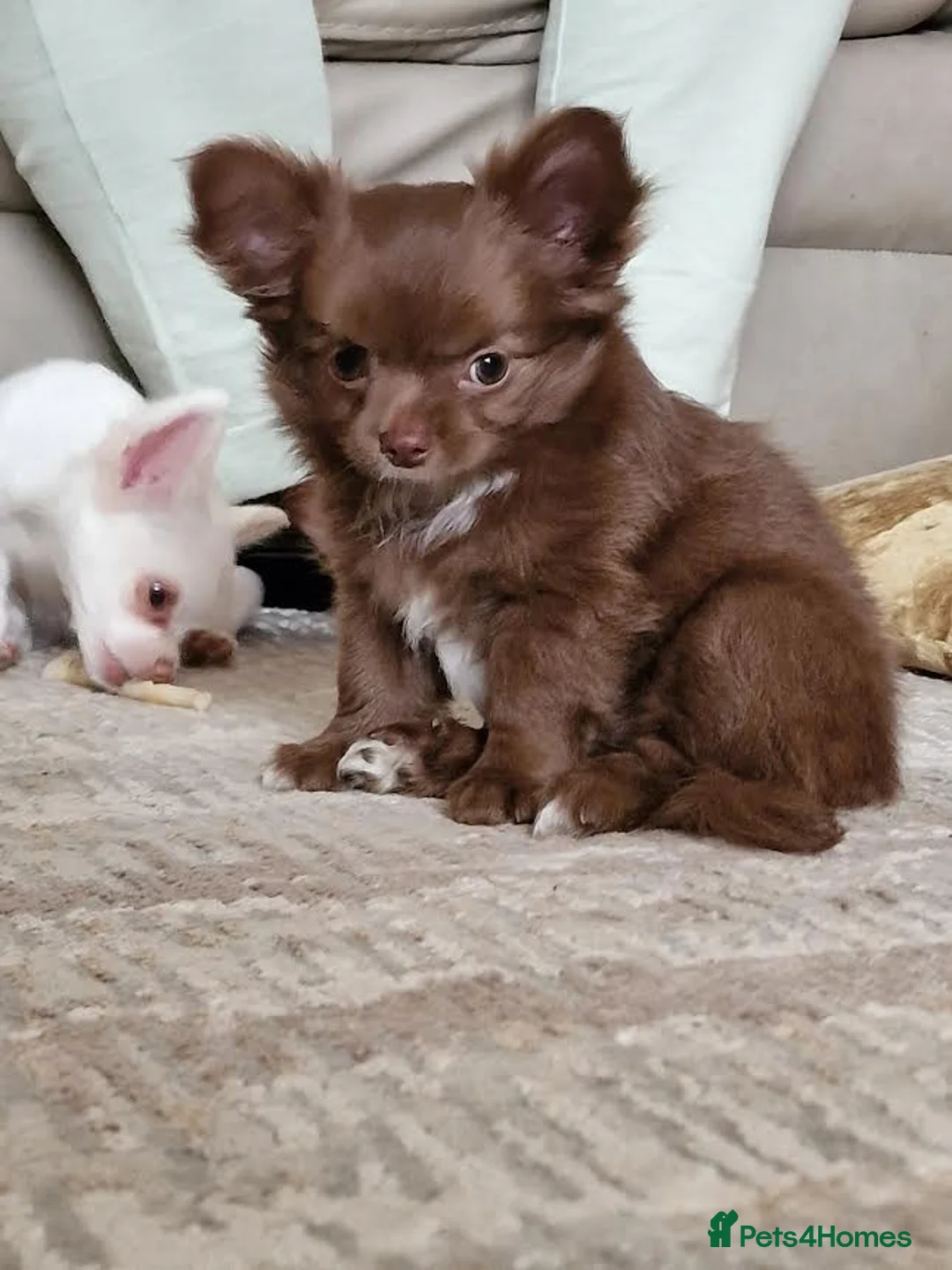 Chihuahua dogs for sale: Brown & Cream Long Haired Russian Girl - Advert 8