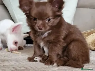 Chihuahua dogs Brown & Cream Apple Head Long Haired Russian Girl - Advert 1
