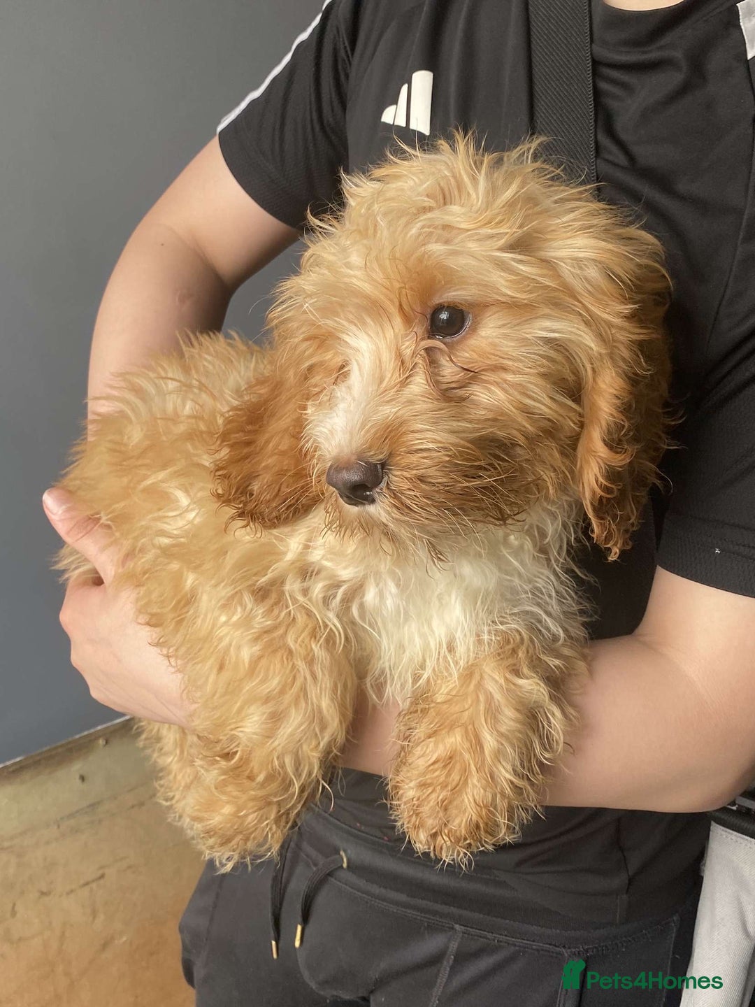 Cockapoo dogs for sale: Coockpoo - Image 1