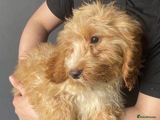 Cockapoo dogs - Advert 19