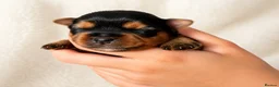 Yorkshire Terrier dogs for sale: Outstanding Pedigree Yorkshire Terrier Puppies ❤️ - Advert 30