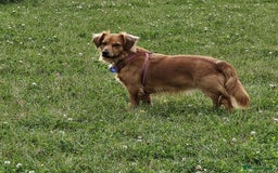 Mixed Breed dogs for adoption: 💖🐶 SANDY 🐶💖 - Image 20